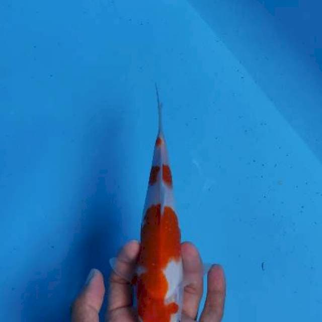 Kohaku