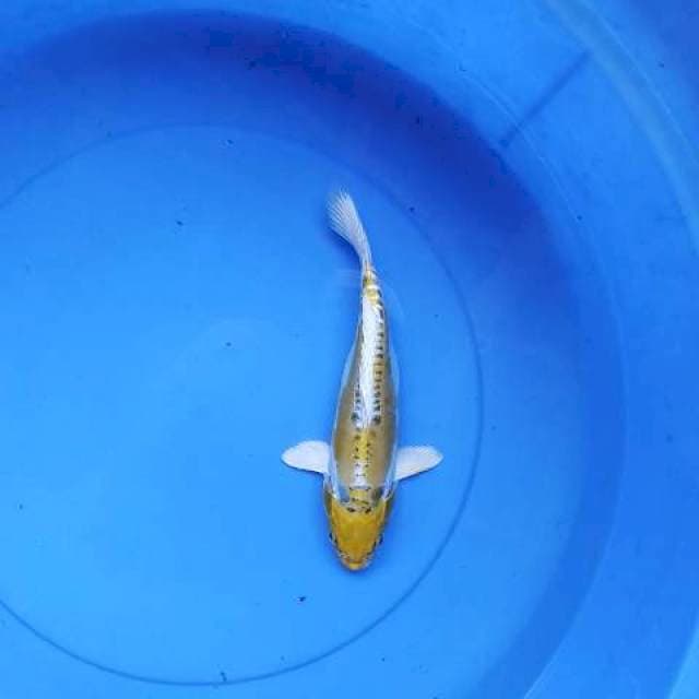 Hariwake doits 24 cm