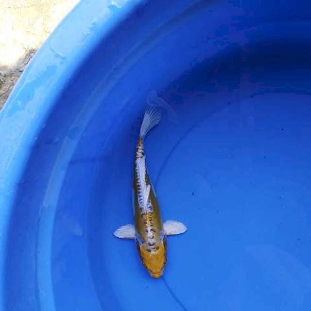 Hariwake doits 23 cm