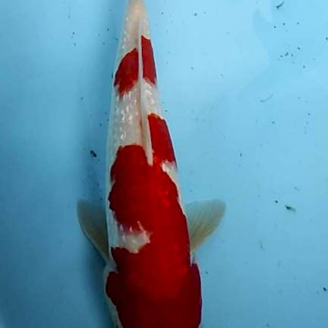 Paket kohaku ginrin