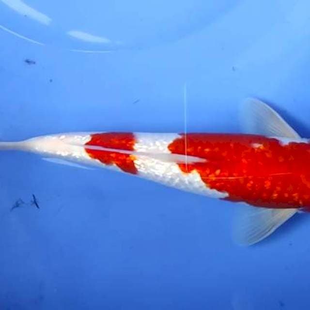 Paket kohaku ginrin