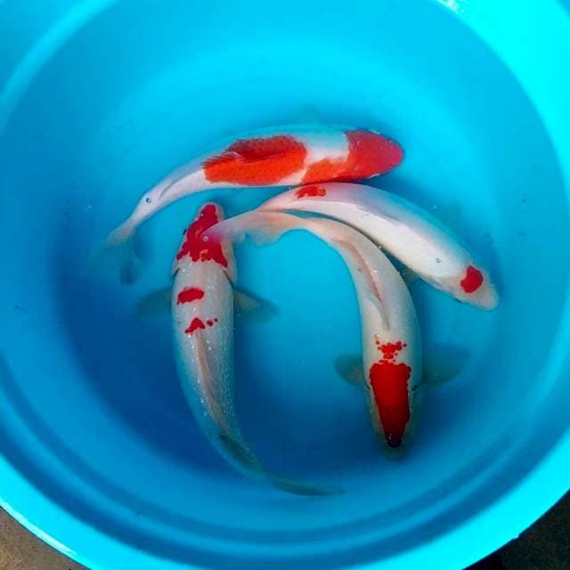 #2 Kohaku 30-32cm