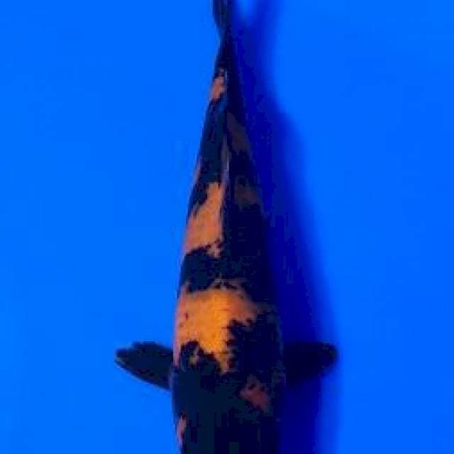 Hiutsuri Shinoda Certy Breeder