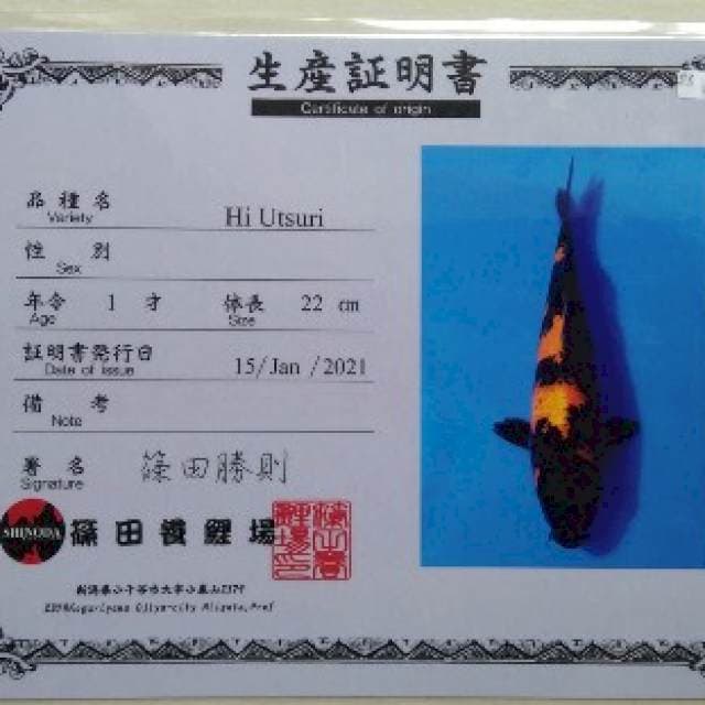 Hiutsuri Shinoda Certy Breeder