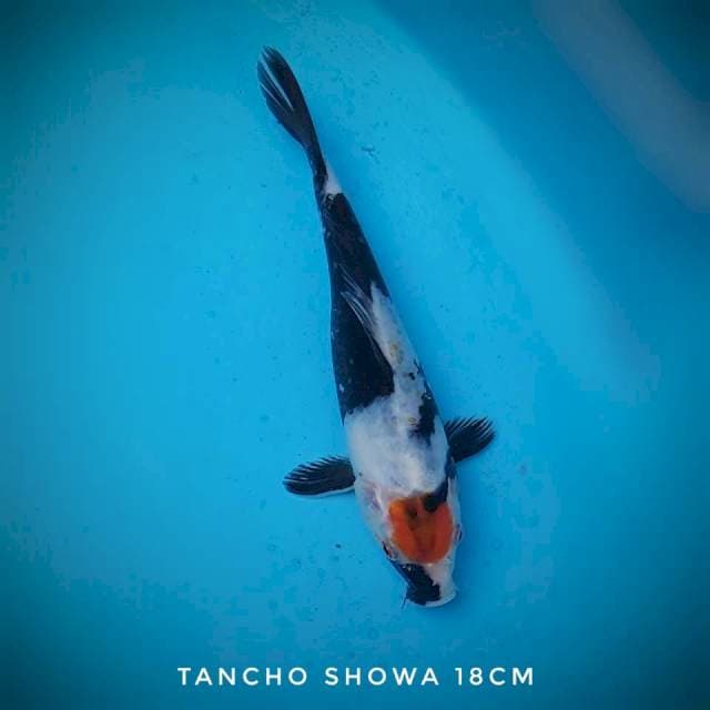 Tancho showa