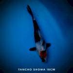 Tancho showa