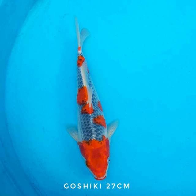 Goshiki red strong