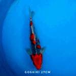 Goshiki red strong