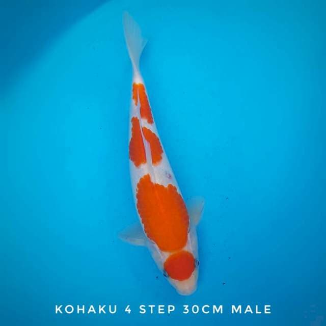 Kohaku 4 step istimewa