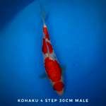 Kohaku 4 step istimewa 