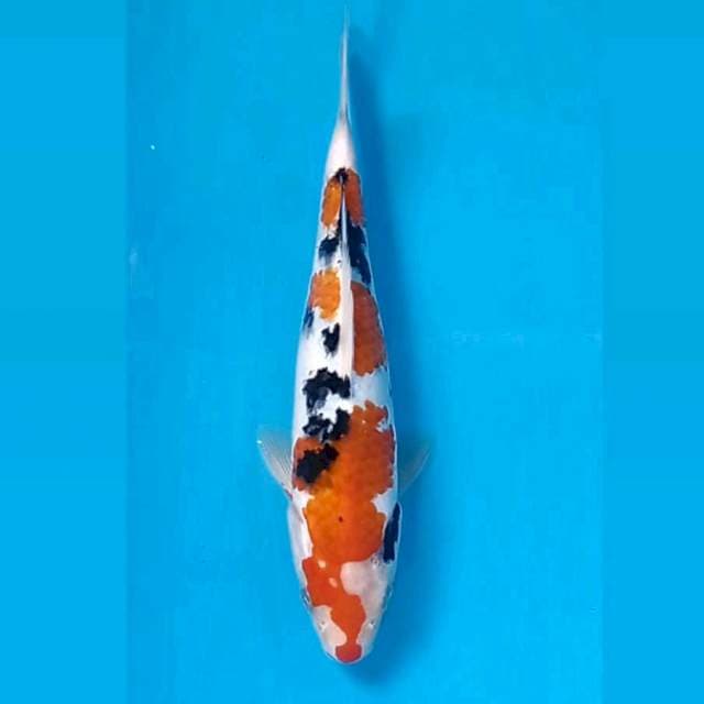 Sanke, 21 cm