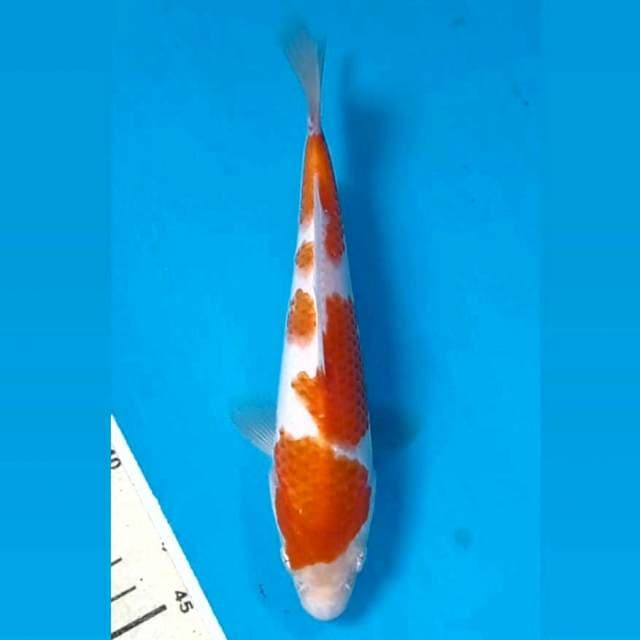 Kohaku, 18 cm