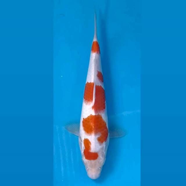 Kohaku, 20 cm