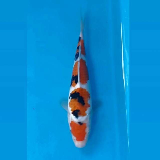 Sanke, 21 cm