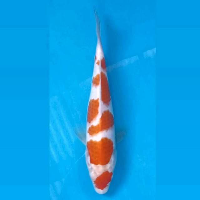 Kohaku, 18 cm