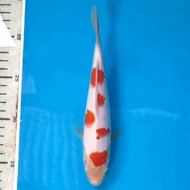 Kohaku, 19 cm