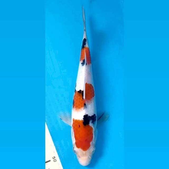 Sanke, 20 cm