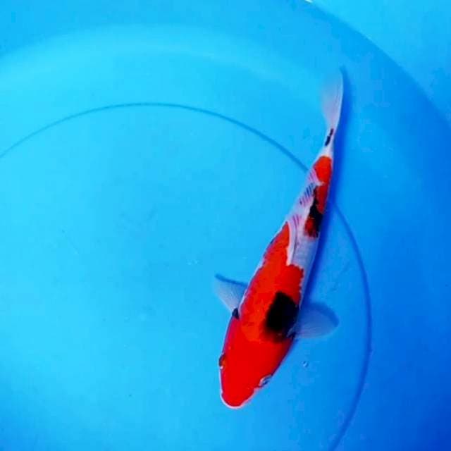 Showa 28 cm