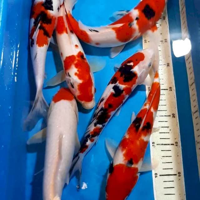 SANKE TANCHO 28-32 CM