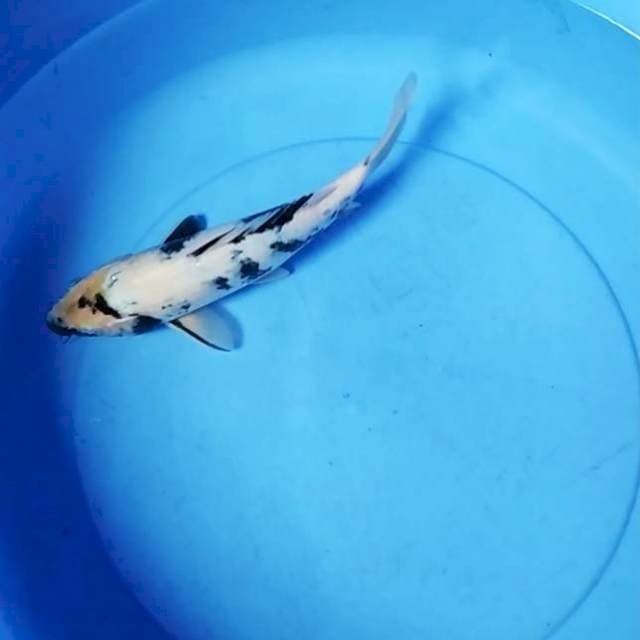 Shiro 27 cm