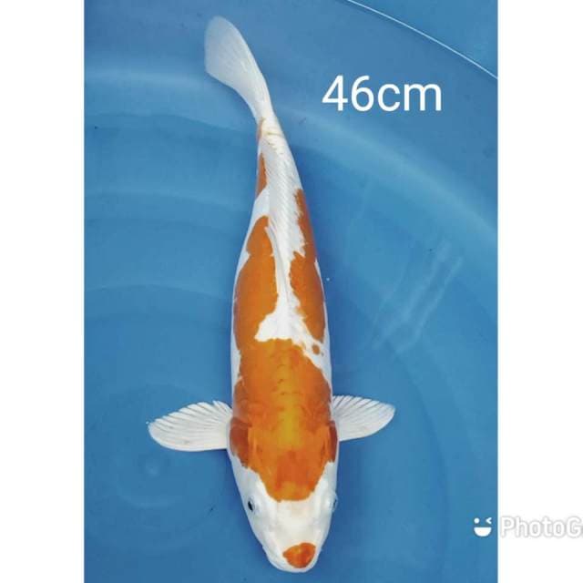 Jumbo Kikushui 46cm