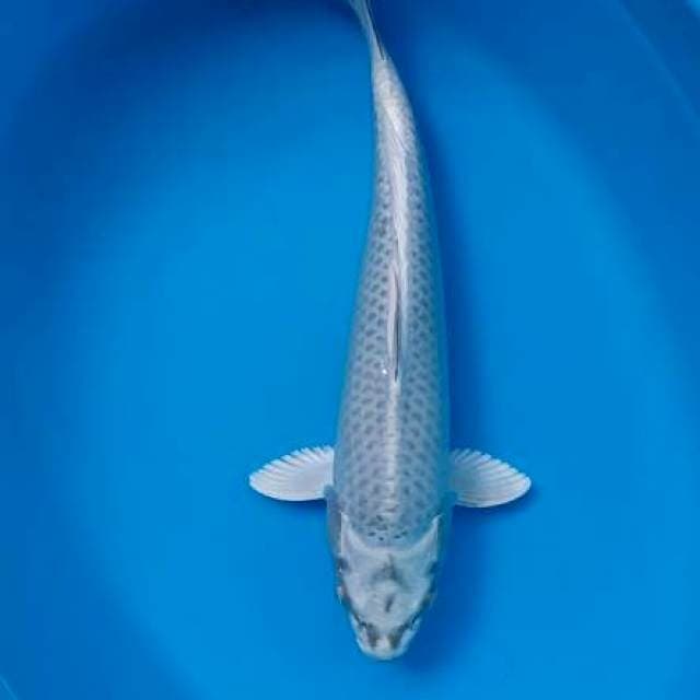 mukasi 37 cm
