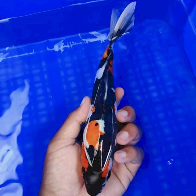 Doitshu 22cm