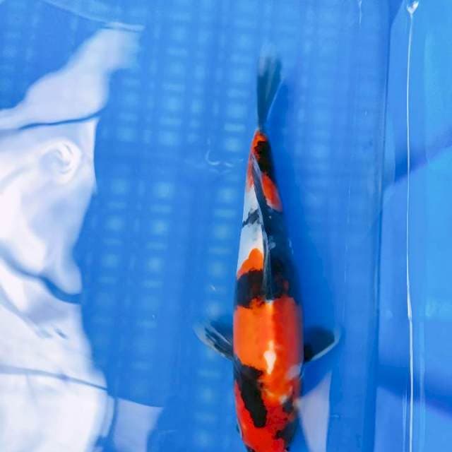 doitshu 20cm