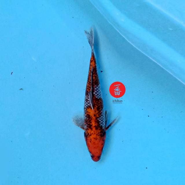 Beni Matsukawabake 23 cm