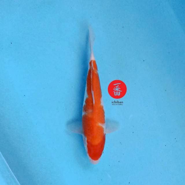 Straight Hi Kohaku 27 cm