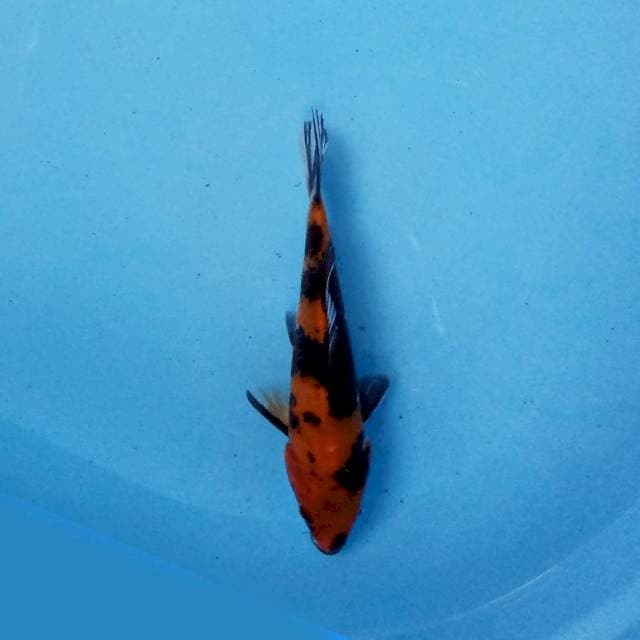 HiShowa 22cm