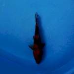 HiShowa 22cm