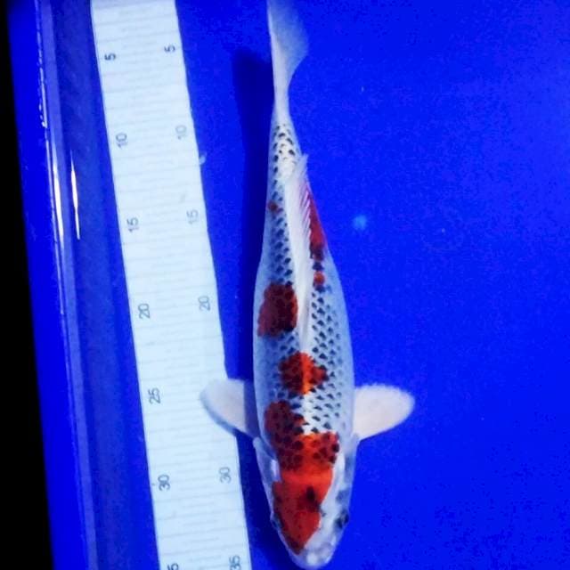 KUJAKU 32cm