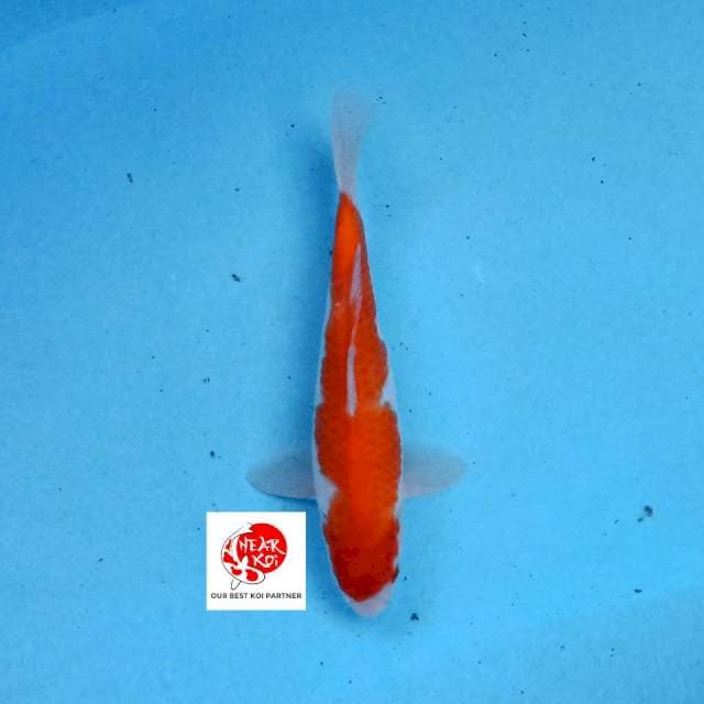 Kohaku 25 cm