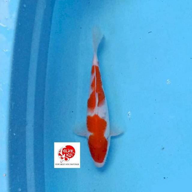 Kohaku 27 cm