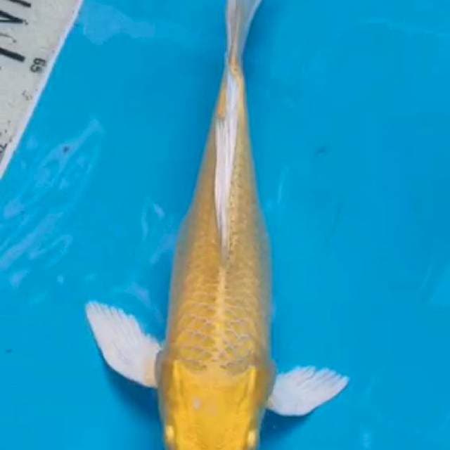 Yamabuki sleyer
