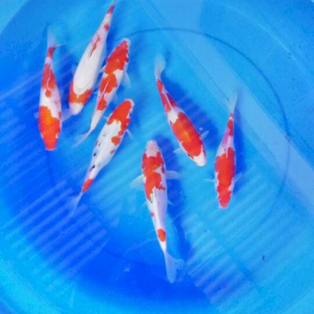 Mix koi 7 ekor