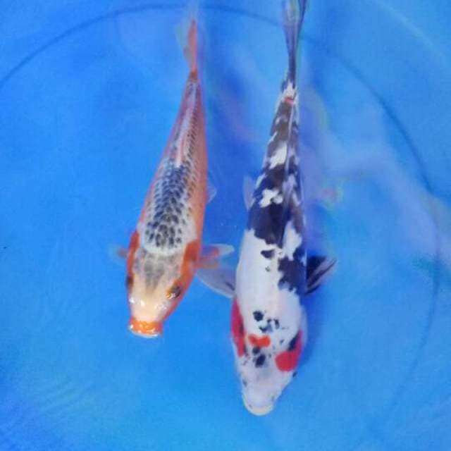 Mix koi 2 ekor