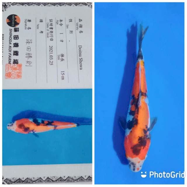 Doitsu showa shinoda