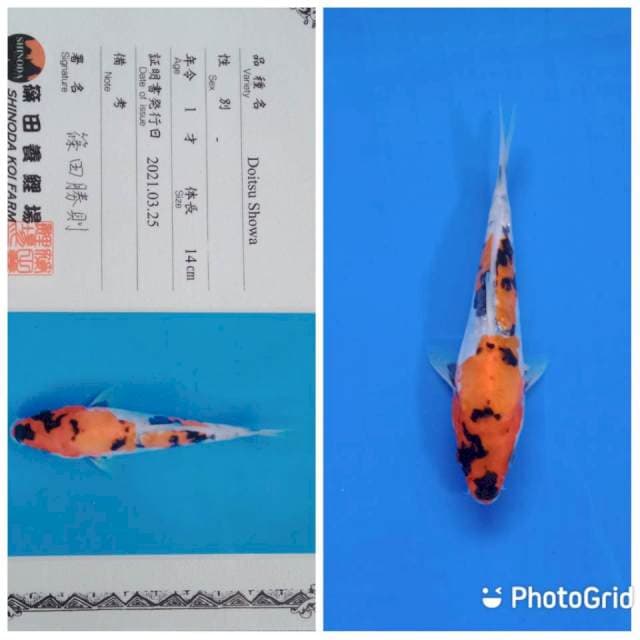 Doitsu showa shinoda