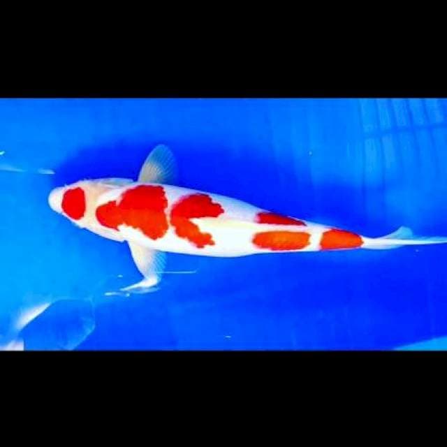 Maruten kohaku sq