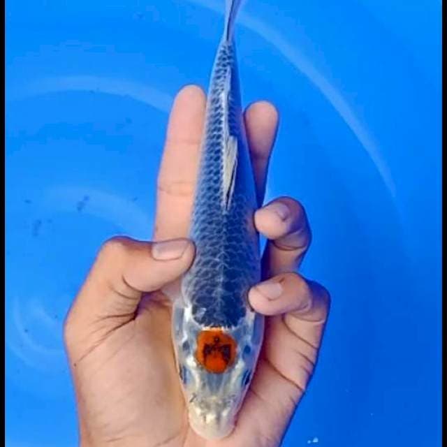 Tc gosiki Ori