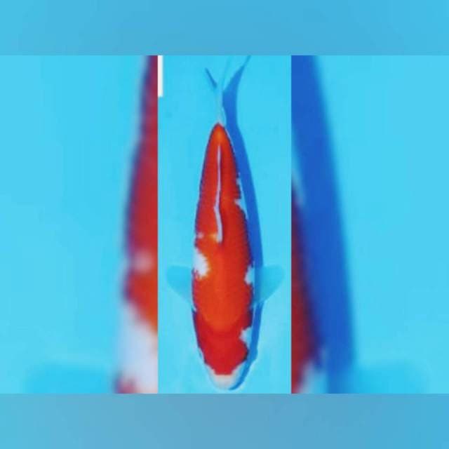 Kohaku Dainichi
