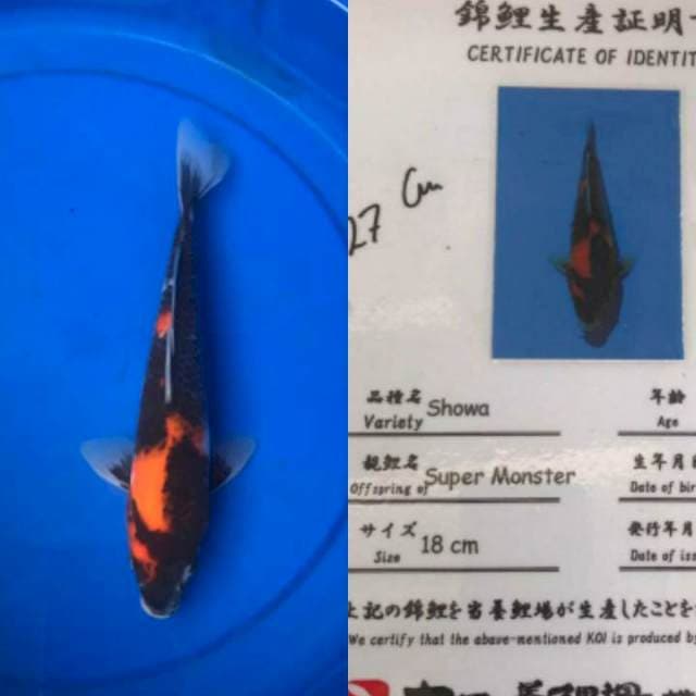 Showa 27cm serti Dainichi Koi Farm