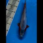 Asagi 30 cm