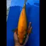 Karasi munuk 30 cm