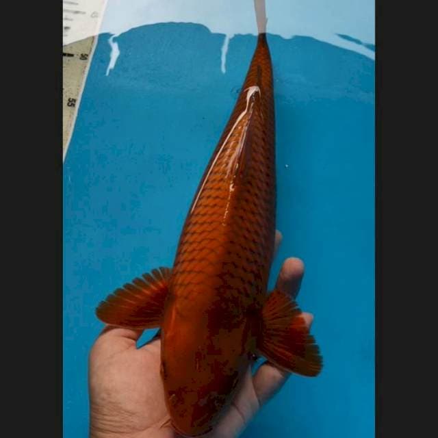 Chagoi tembaga 35 cm