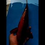 Chagoi tembaga 35 cm