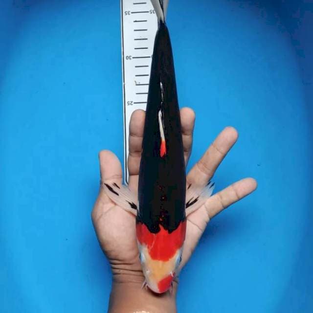 Benikumonryu halus