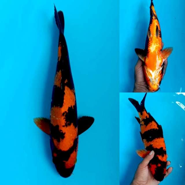 Hiutsuri male 37cm tembus perut 